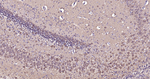 PGP9.5 Antibody in Immunohistochemistry (Paraffin) (IHC (P))