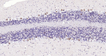 PGP9.5 Antibody in Immunohistochemistry (Paraffin) (IHC (P))
