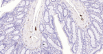 PGP9.5 Antibody in Immunohistochemistry (Paraffin) (IHC (P))