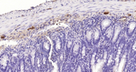PGP9.5 Antibody in Immunohistochemistry (Paraffin) (IHC (P))