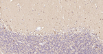 PGP9.5 Antibody in Immunohistochemistry (Paraffin) (IHC (P))