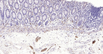 PGP9.5 Antibody in Immunohistochemistry (Paraffin) (IHC (P))