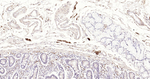 PGP9.5 Antibody in Immunohistochemistry (Paraffin) (IHC (P))