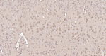 PGP9.5 Antibody in Immunohistochemistry (Paraffin) (IHC (P))