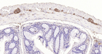 PGP9.5 Antibody in Immunohistochemistry (Paraffin) (IHC (P))
