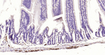 PGP9.5 Antibody in Immunohistochemistry (Paraffin) (IHC (P))