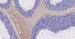 PGP9.5 Antibody in Immunohistochemistry (Paraffin) (IHC (P))
