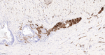 PGP9.5 Antibody in Immunohistochemistry (Paraffin) (IHC (P))