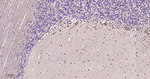 PGP9.5 Antibody in Immunohistochemistry (Paraffin) (IHC (P))
