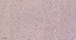 PGP9.5 Antibody in Immunohistochemistry (Paraffin) (IHC (P))