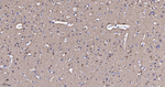 PGP9.5 Antibody in Immunohistochemistry (Paraffin) (IHC (P))