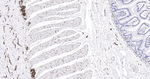 PGP9.5 Antibody in Immunohistochemistry (Paraffin) (IHC (P))