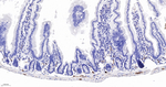 PGP9.5 Antibody in Immunohistochemistry (Paraffin) (IHC (P))