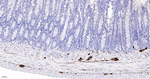 PGP9.5 Antibody in Immunohistochemistry (Paraffin) (IHC (P))