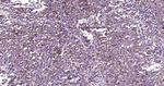 PGP9.5 Antibody in Immunohistochemistry (Paraffin) (IHC (P))