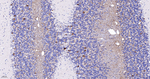 PGP9.5 Antibody in Immunohistochemistry (Paraffin) (IHC (P))