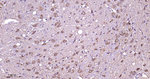 PGP9.5 Antibody in Immunohistochemistry (Paraffin) (IHC (P))