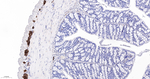 PGP9.5 Antibody in Immunohistochemistry (Paraffin) (IHC (P))