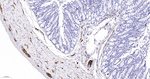 PGP9.5 Antibody in Immunohistochemistry (Paraffin) (IHC (P))