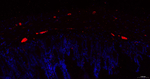 PGP9.5 Antibody in Immunohistochemistry (Paraffin) (IHC (P))
