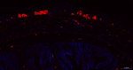 PGP9.5 Antibody in Immunohistochemistry (Paraffin) (IHC (P))