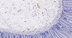 PGP9.5 Antibody in Immunohistochemistry (Paraffin) (IHC (P))