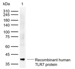 TLR7 Recombinant Rabbit Monoclonal Antibody (8H7)
