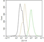 ZO-1 Antibody in Flow Cytometry (Flow)