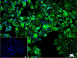 ZO-1 Monoclonal Antibody (12A7)