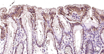 ZO-1 Antibody in Immunohistochemistry (Paraffin) (IHC (P))