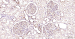 ZO-1 Antibody in Immunohistochemistry (Paraffin) (IHC (P))