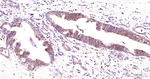 ZO-1 Antibody in Immunohistochemistry (Paraffin) (IHC (P))