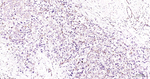 ZO-1 Antibody in Immunohistochemistry (Paraffin) (IHC (P))