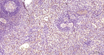 ZO-1 Antibody in Immunohistochemistry (Paraffin) (IHC (P))