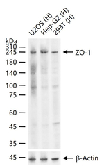 ZO-1 Antibody in Western Blot (WB)