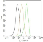 ZO-1 Antibody in Flow Cytometry (Flow)