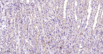 ZO-1 Antibody in Immunohistochemistry (Paraffin) (IHC (P))