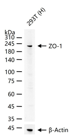 ZO-1 Antibody in Western Blot (WB)