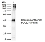 PLA2G7 Antibody in Western Blot (WB)