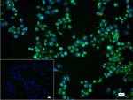 LAMP1 Recombinant Rabbit Monoclonal Antibody (10G6)