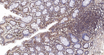 LAMP1 Antibody in Immunohistochemistry (Paraffin) (IHC (P))