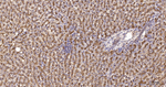 LAMP1 Antibody in Immunohistochemistry (Paraffin) (IHC (P))