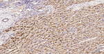 LAMP1 Antibody in Immunohistochemistry (Paraffin) (IHC (P))