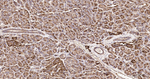 LAMP1 Antibody in Immunohistochemistry (Paraffin) (IHC (P))