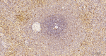 LAMP1 Antibody in Immunohistochemistry (Paraffin) (IHC (P))
