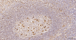 LAMP1 Antibody in Immunohistochemistry (Paraffin) (IHC (P))