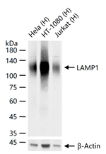 LAMP1 Antibody in Western Blot (WB)