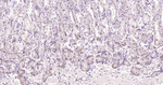 Beclin 1 Antibody in Immunohistochemistry (Paraffin) (IHC (P))
