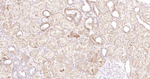 Beclin 1 Antibody in Immunohistochemistry (Paraffin) (IHC (P))