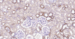 Beclin 1 Antibody in Immunohistochemistry (Paraffin) (IHC (P))